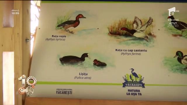 Ce activități putem desfășura &icirc;n Parcul Național Văcărești. Acest loc are o poveste specială