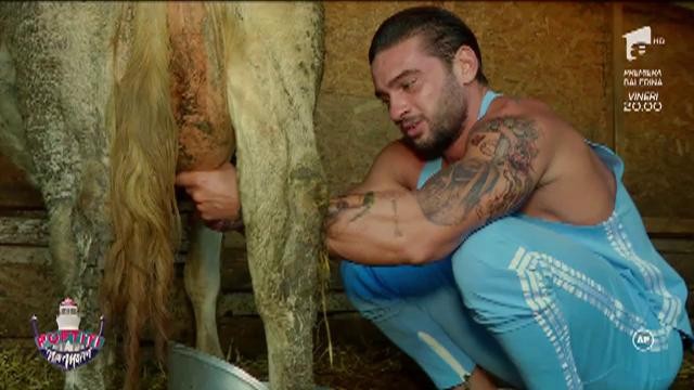 După sesiunea de muls caprele, Dorian Popa a trecut la vaci