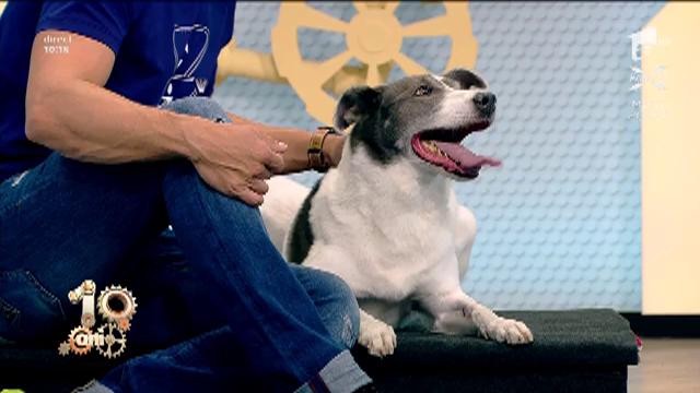 Cătălin Cornea, sfaturi utile despre dresajul de film