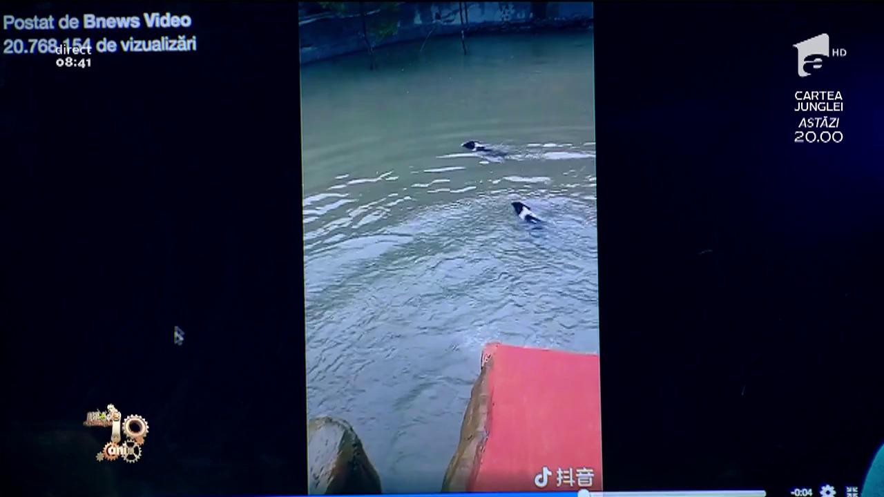 Smiley News! Purcelusi care se dau pe un tobogan