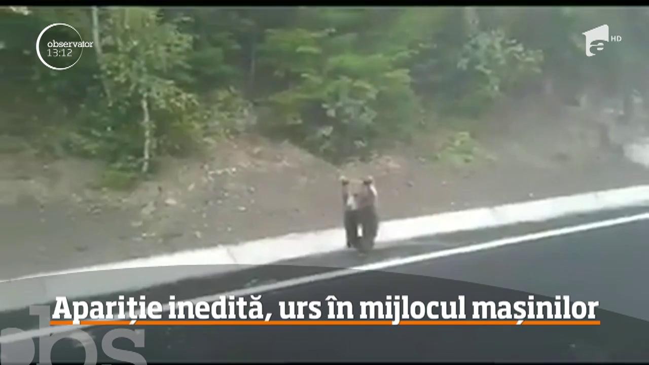 Apariție neobișnuită &icirc;n trafic. Un urs brun a fost filmat &icirc;n timp ce &icirc;ncerca să traverseze printre mașini