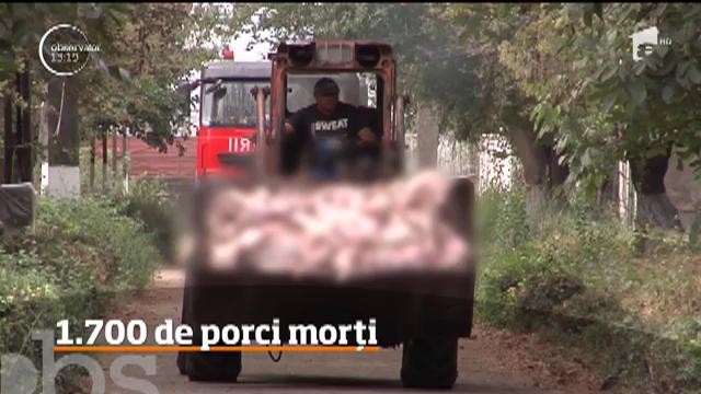 Un incendiu de amploare a izbucnit la o fermă de porci din judeţul Brăila, cel mai afectat de pestă porcină!