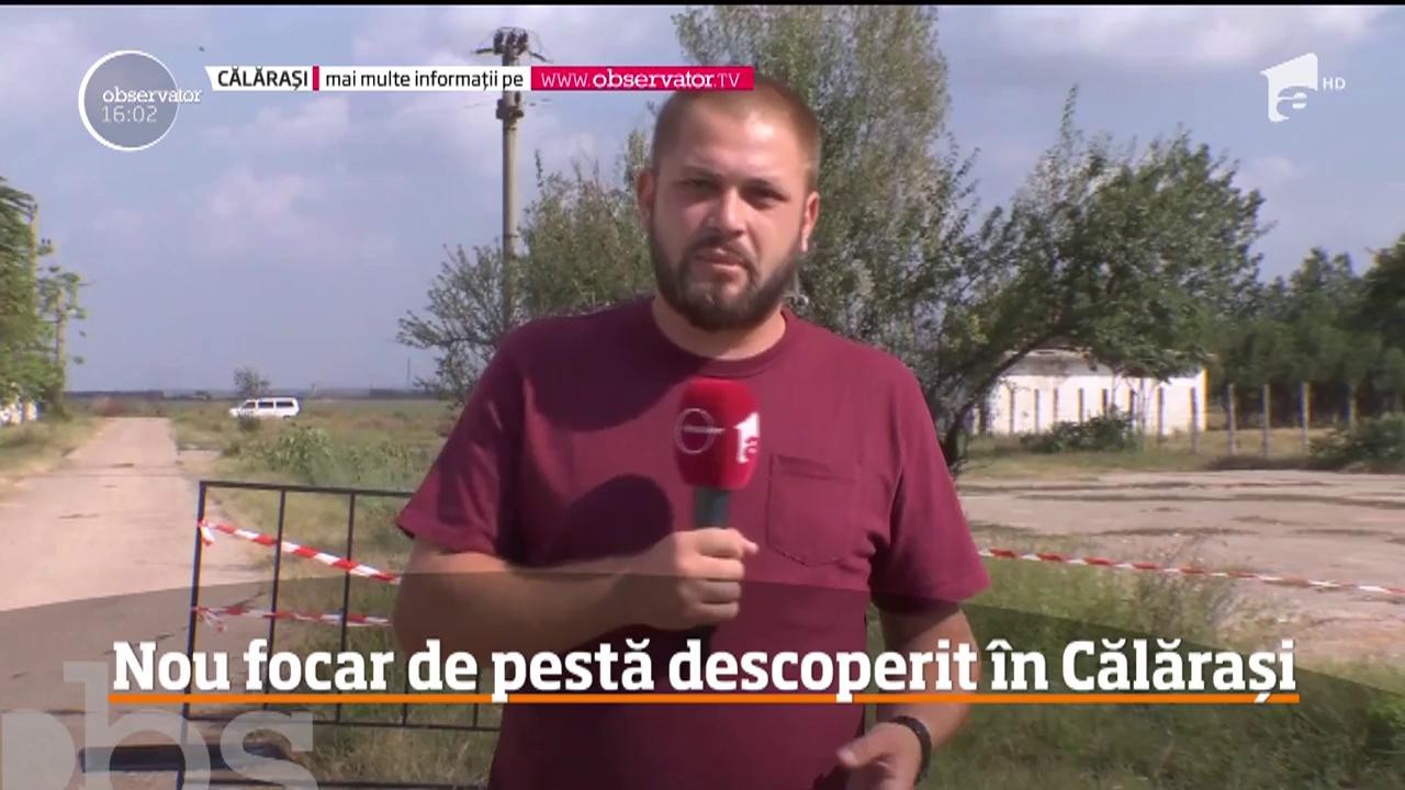 Nou focar de pestă porcină descoperit &icirc;n Călărași