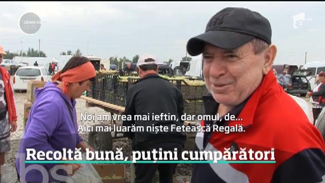 Tone &icirc;ntregi de struguri din soiuri nobile se strică pe marginea drumului. &Icirc;n Vrancea, micii producători riscă să nu-şi acopere nici măcar cheltuielile cu &icirc;ntreţinerea şi culesul viilor