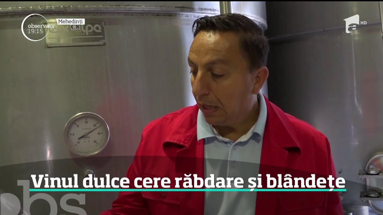 Strugurii se culeg &icirc;n vii, iar mustul este gata. Cum arată producţia de anul acesta