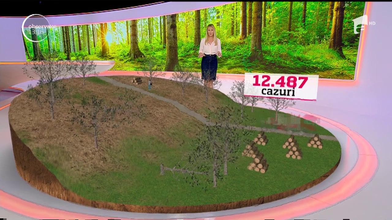 &Icirc;n Rom&acirc;nia, un copac este pus la păm&acirc;nt, ilegal, la fiecare trei minute