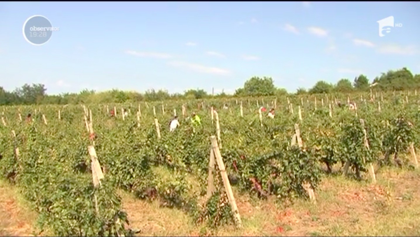 &Icirc;n Prahova, culesul viilor se face cu arma &icirc;n m&acirc;nă. Pentru că nu găsesc pe nimeni care să vrea să muncească, proprietarii podgoriilor au apelat la o măsură aparte