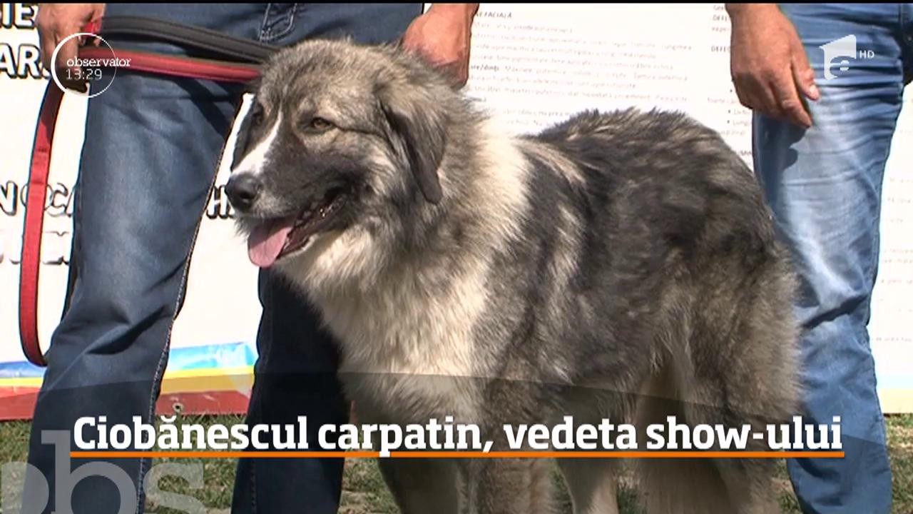 Cele mai frumoase şi inteligente rase de c&acirc;ini au concurat la T&acirc;rgu Mureş, la &bdquo;Dracula Dog Show"!
