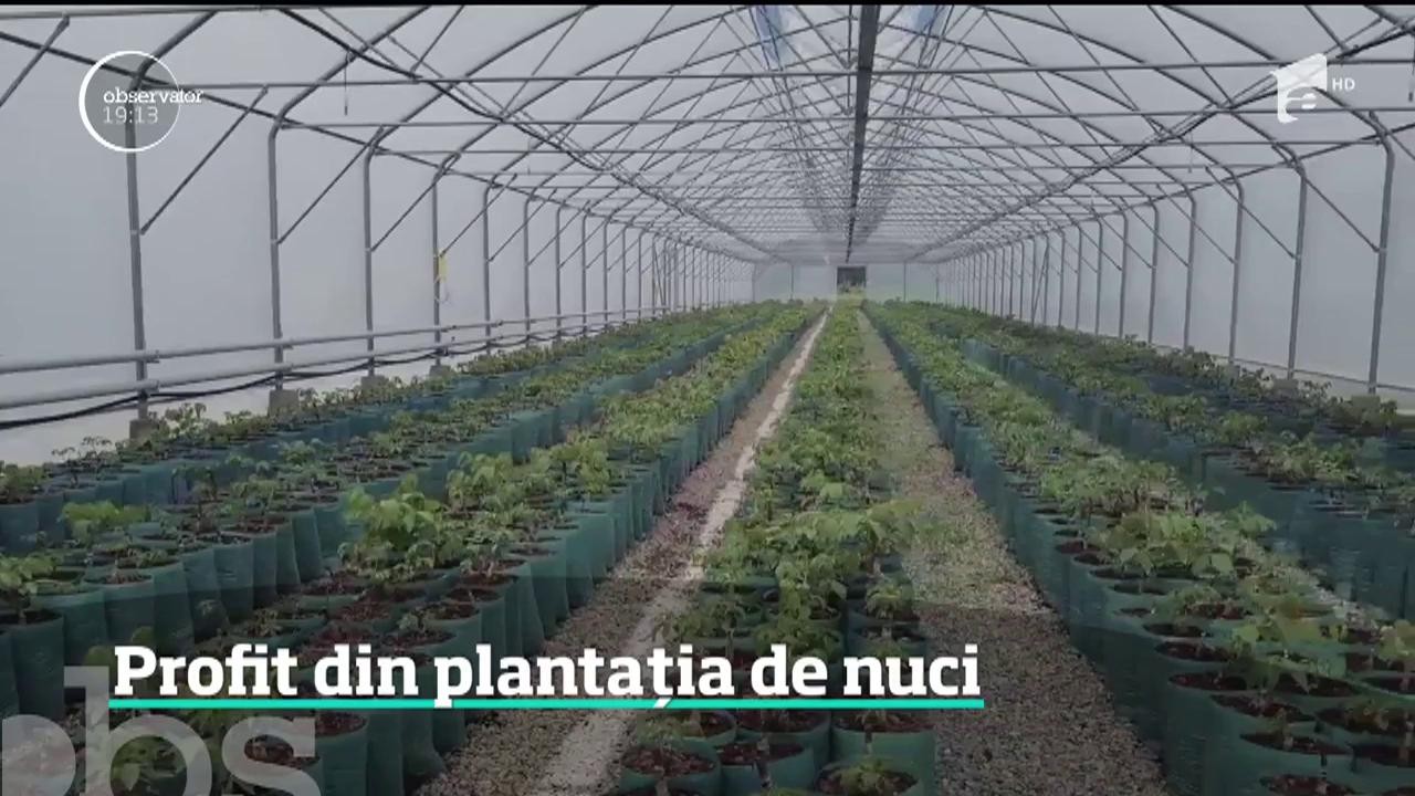 Profit din plantația de nuci
