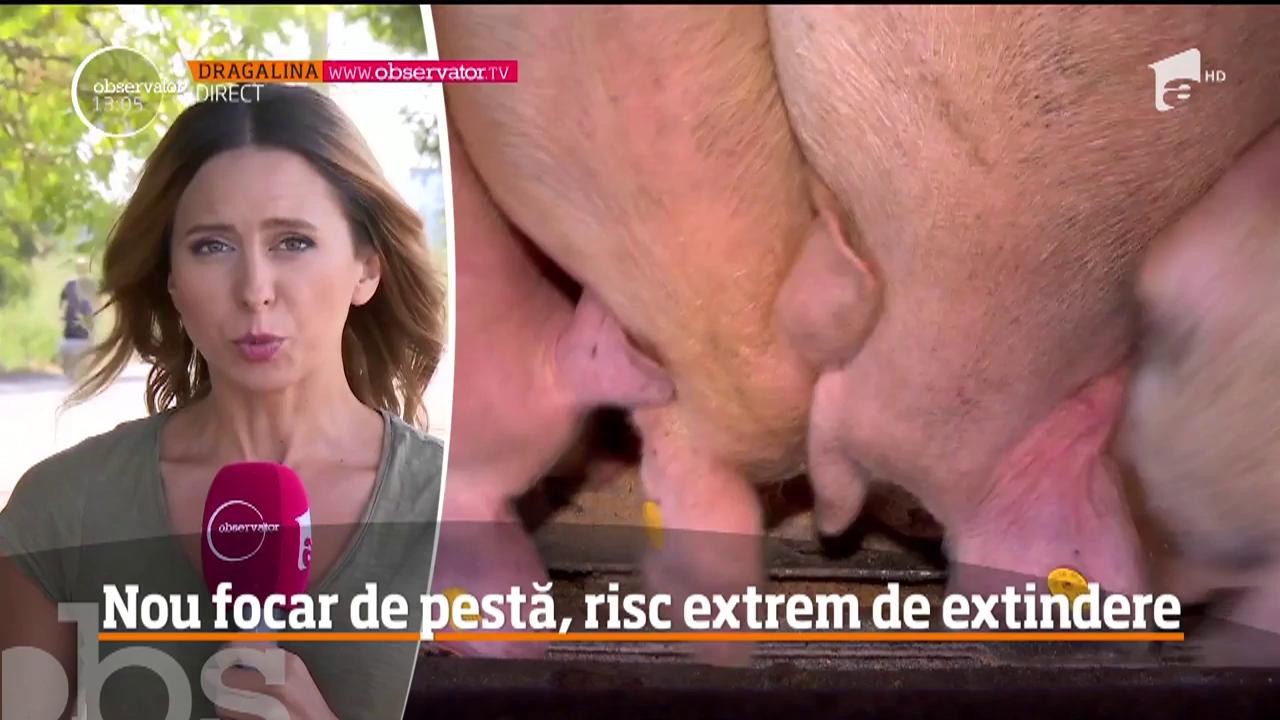 Un nou focar de pestă face ravagii la Dragalina, &icirc;n judeţul Călăraşi, dar declanşează totodată şi un imens scandal