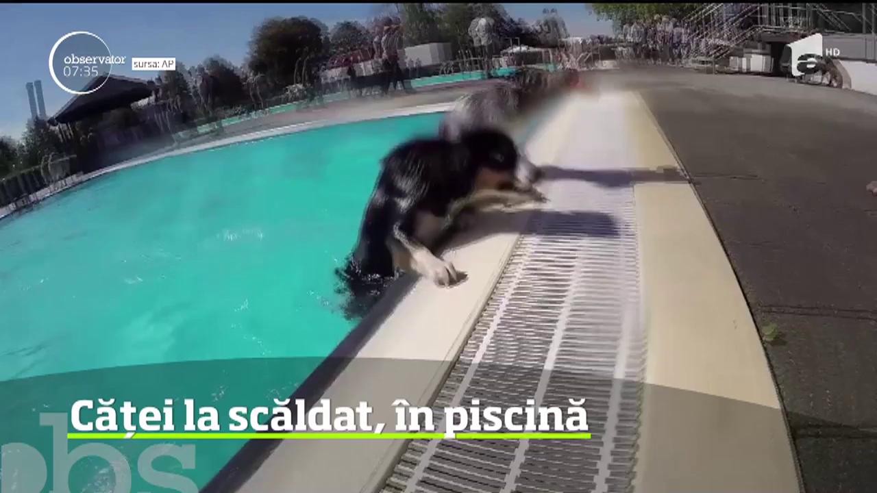 &Icirc;n Germania, un ştrand a dedicat ultima zi a sezonului c&acirc;inilor