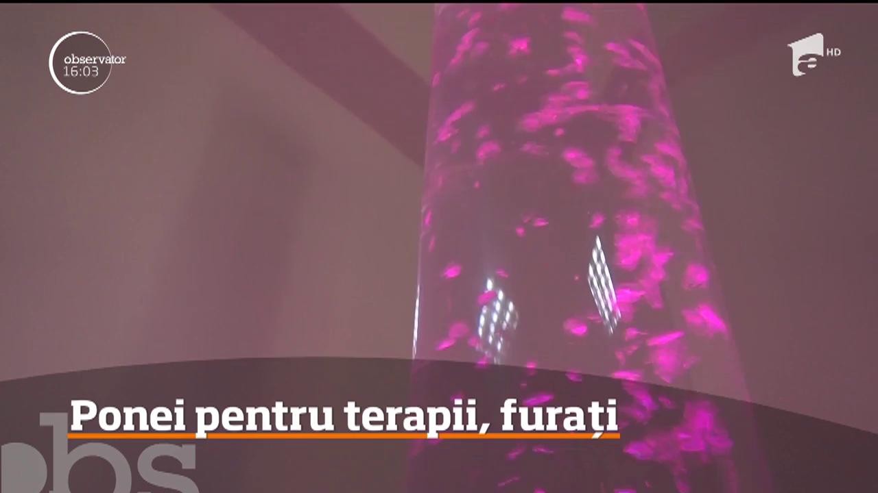 Doi ponei folosiţi de terapie pentru copiii cu dizabilităţi au fost furaţi &icirc;n Bistriţa Năsăud
