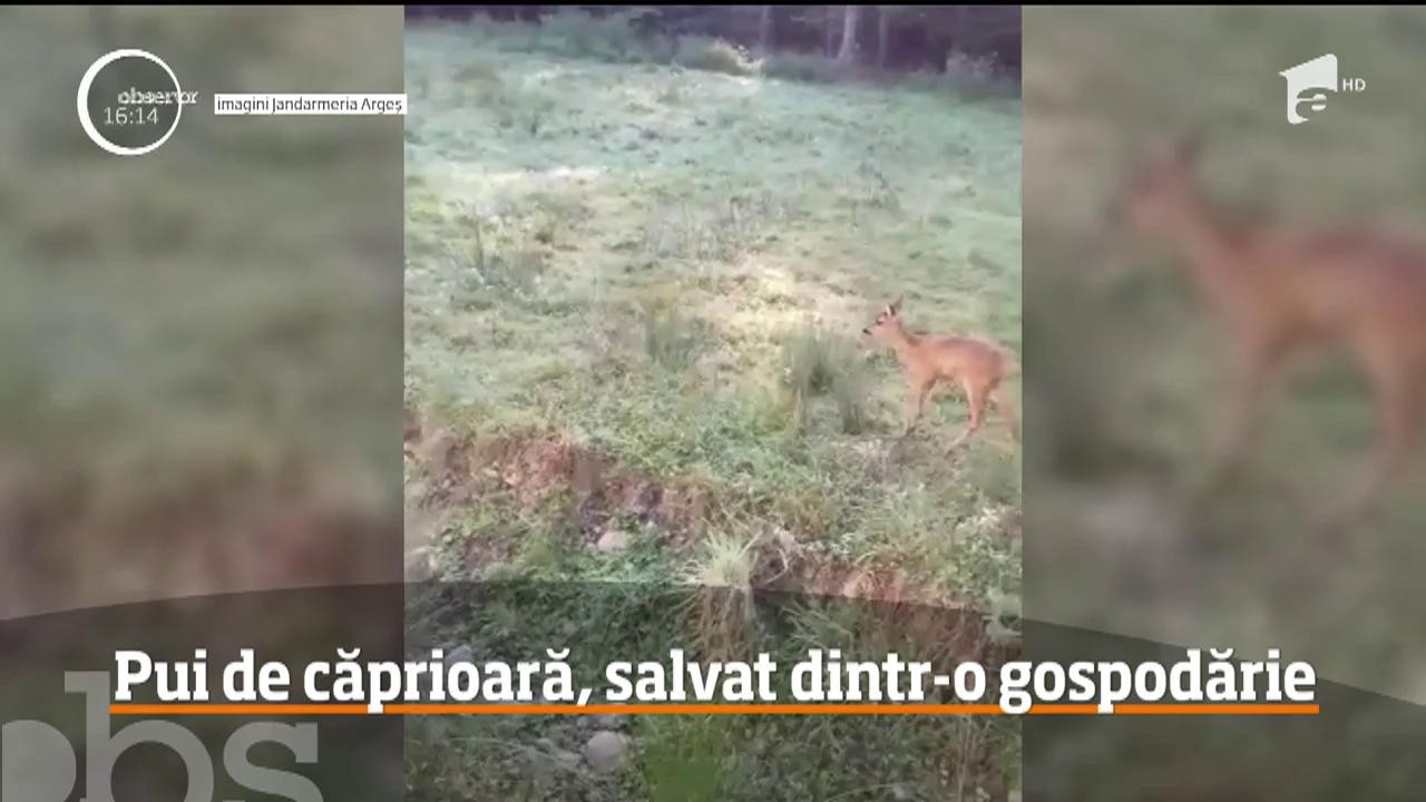 Jandarmii argeşeni au reuşit să salveze un pui de căprioară, pe care o familie &icirc;l transformase &icirc;n animal de curte