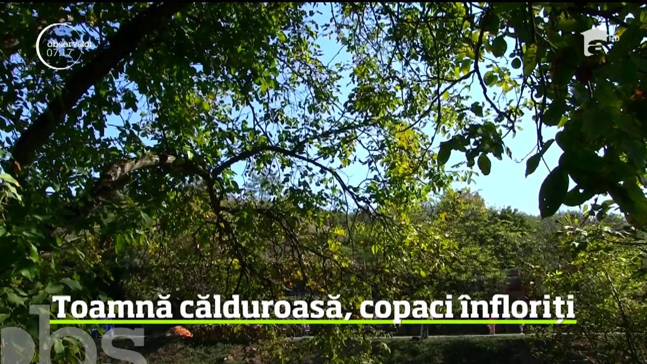 Peisaje de primăvară veritabilă &icirc;n vestul ţării. Deşi meteorologii anunţă că ne aşteaptă un val de frig, &icirc;n Bihor au &icirc;nflorit pomii!