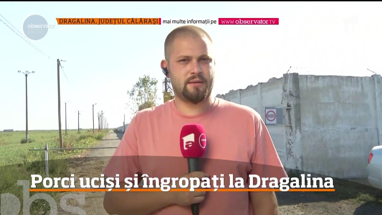 Porci ucişi şi &icirc;ngropaţi la Dragalina