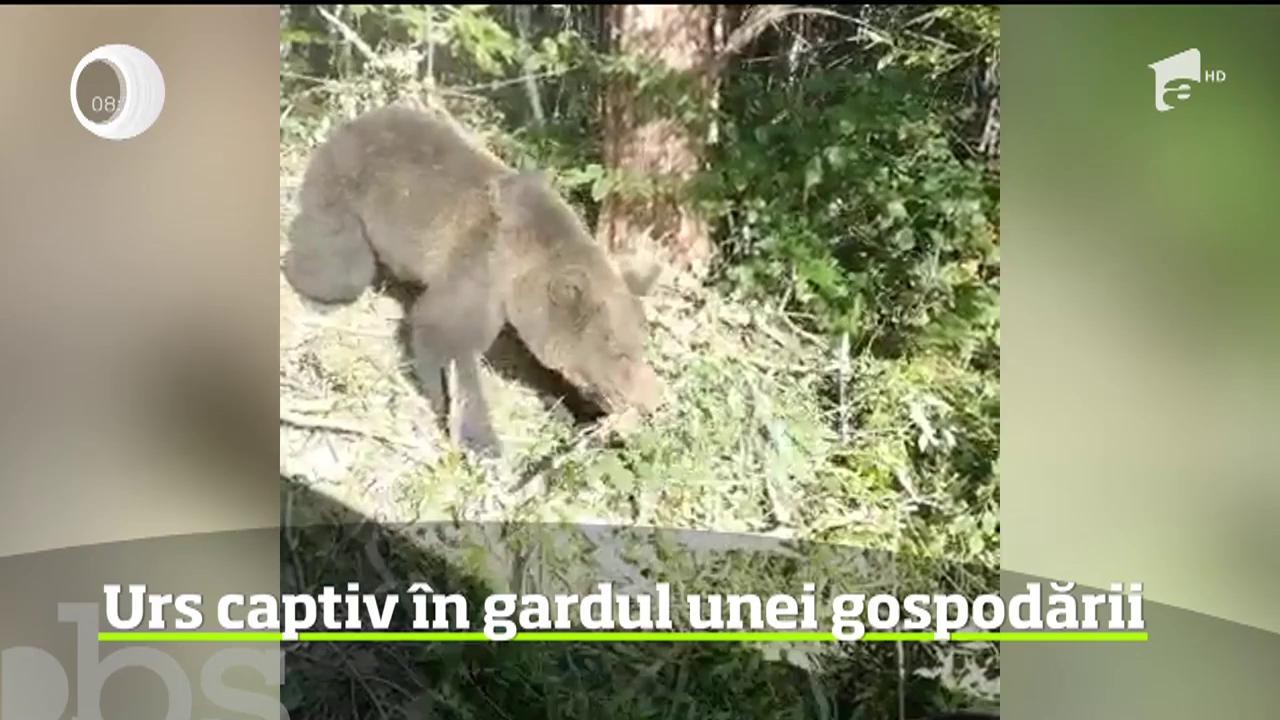 Un bărbat și cei doi fii ai săi au avut parte de spaima vieții lor, &icirc;n timp ce mergeau &icirc;n pădure, după lemne. Cei trei s-au trezit faţă &icirc;n față cu un urs, care era prins &icirc;ntr-un laț