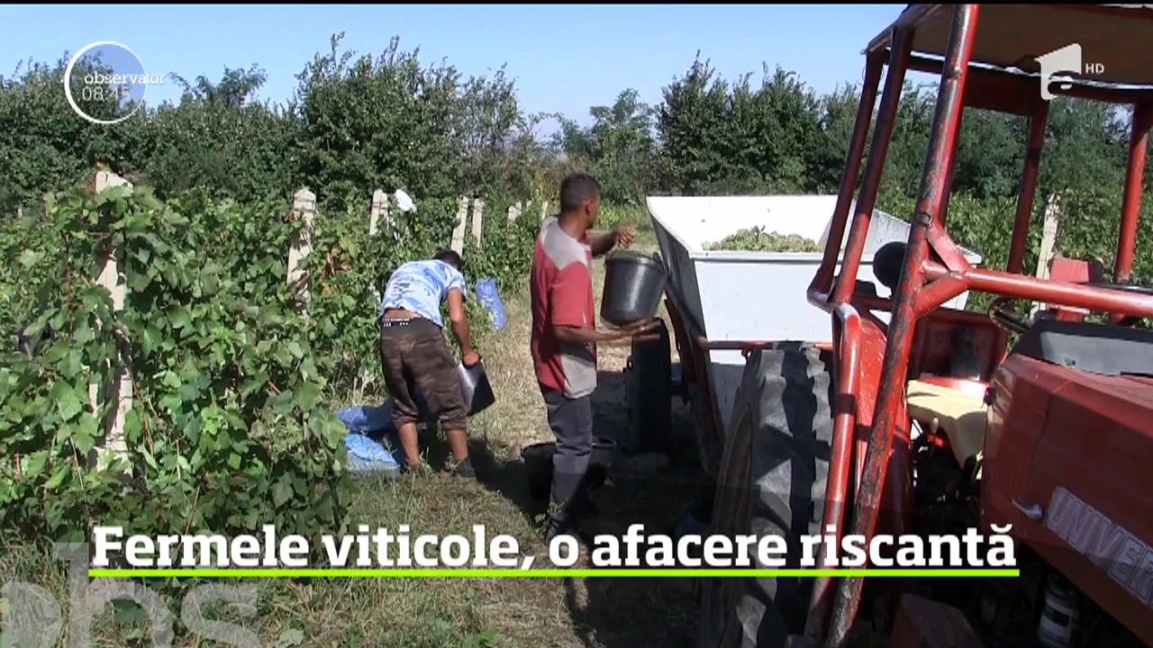 Viticultorii vr&acirc;nceni reuşesc din ce &icirc;n ce mai greu să-şi menţină afacerile. Principala problemă - lipsa forţei de muncă