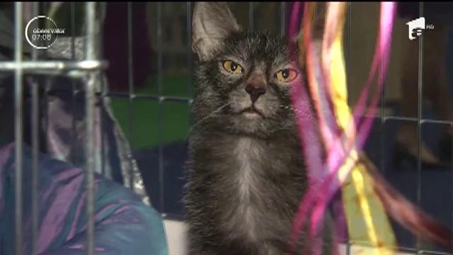 Parada pisicilor sofisticate, &icirc;n Capitală