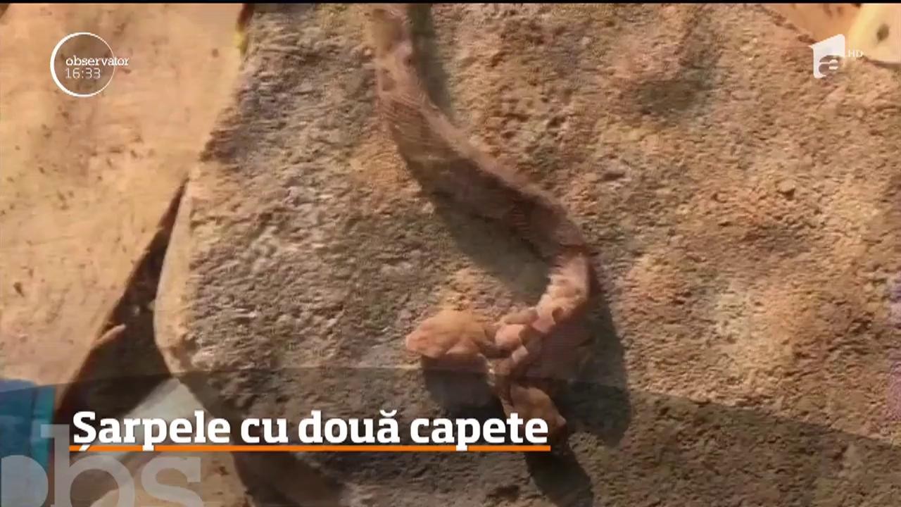 O femeie din Virginia s-a speriat de moarte c&acirc;nd a găsit un şarpe cu două capete