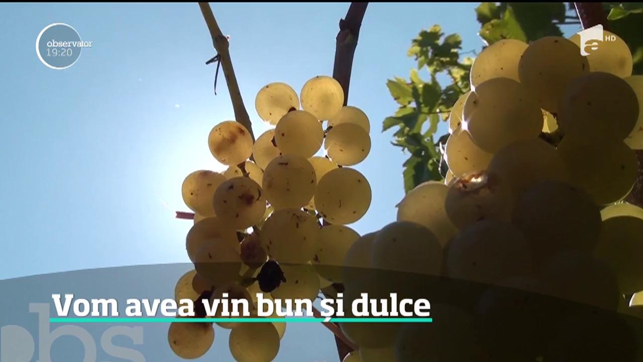 Viticultorii promit vinuri excepţionale &icirc;n acest an