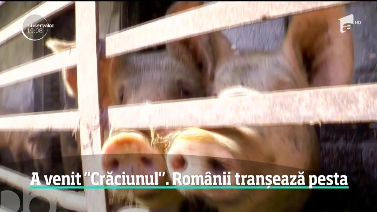 E epidemie de panică, &icirc;n plină criză a pestei porcine! Mii de rom&acirc;ni &icirc;şi taie porcii, chiar dacă virusul nu a ajuns &icirc;n zona lor