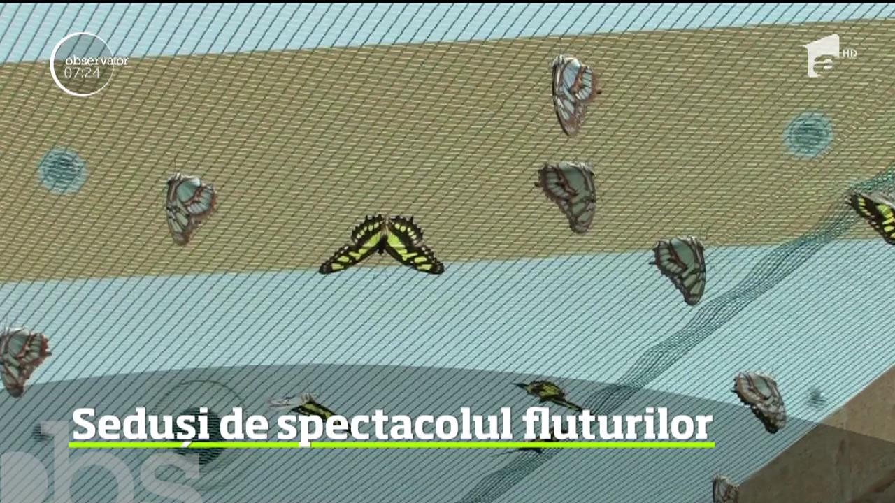 Orădenii au parte &icirc;n aceste zile de o experienţă inedită. O expoziţie de fluturi vii atrage deopotrivă copii, dar şi adulţi