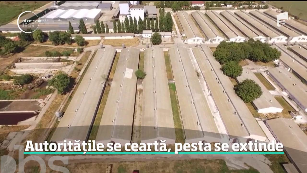 &Icirc;n timp ce focarele se &icirc;nmulţesc pe zi ce trece, a apărut planta care vindecă pesta porcină