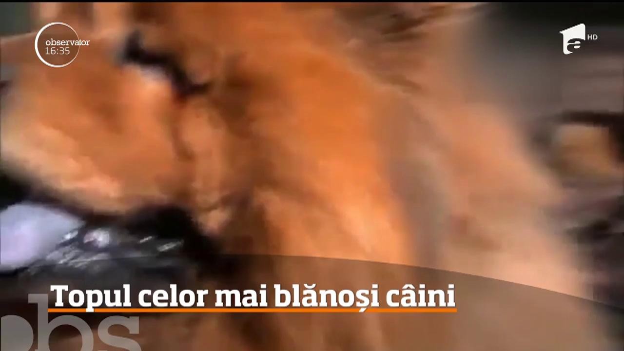 Topul celor mai blănoși c&acirc;ini