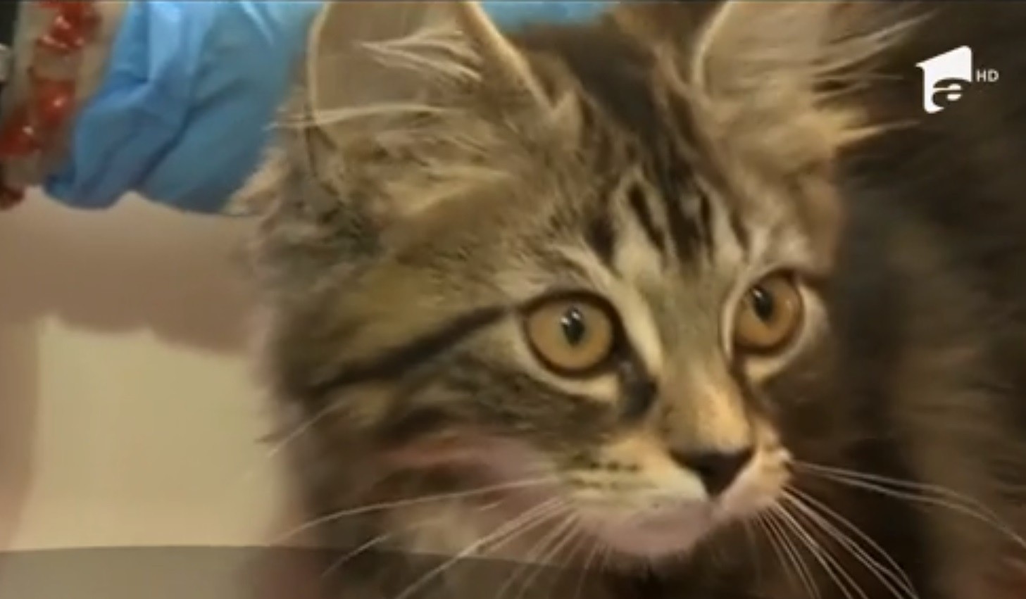 O familie din Timişoara se judecă de c&acirc;teva luni cu un vecin de bloc, din cauza unei pisici la care oamenii nu sunt dispuşi să renunţe