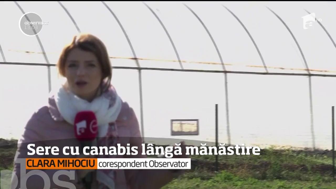 Mai multe sere &icirc;n care se cultiva cannabis au fost descoperite de poliţişti l&acirc;ngă o mănăstire din judeţul Iaşi