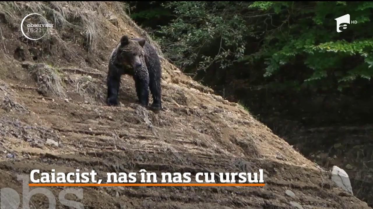 Un caiacist care se antrena pe Lacul Vidradu a avut o &icirc;nt&acirc;lnire neaşteptată cu un pui de urs care se juca &icirc;n apă