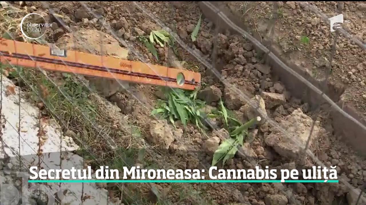 Imagini ca din celebrul oraş Medellin, Columbia, au fost suprinse &icirc;ntr-o comună din Iaşi. Mascaţii au descoperit o cultură uriaşă de cannabis