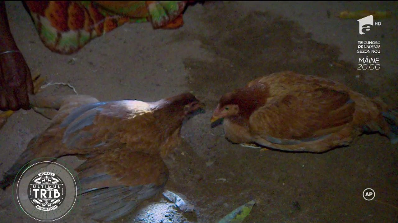 Daniela Crudu nu suportă găinile: &rdquo;Nu pot să pun m&acirc;na pe ele, să umplu pe la ouă!...&rdquo;