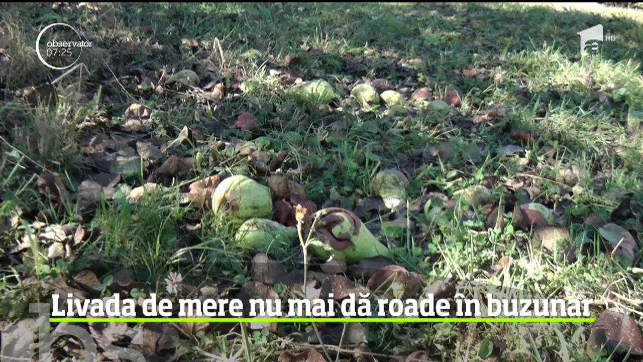 Au mere din belşug, dar nu au ce face cu ele. O situaţie cu care se confruntă mulţi localnici din Banat