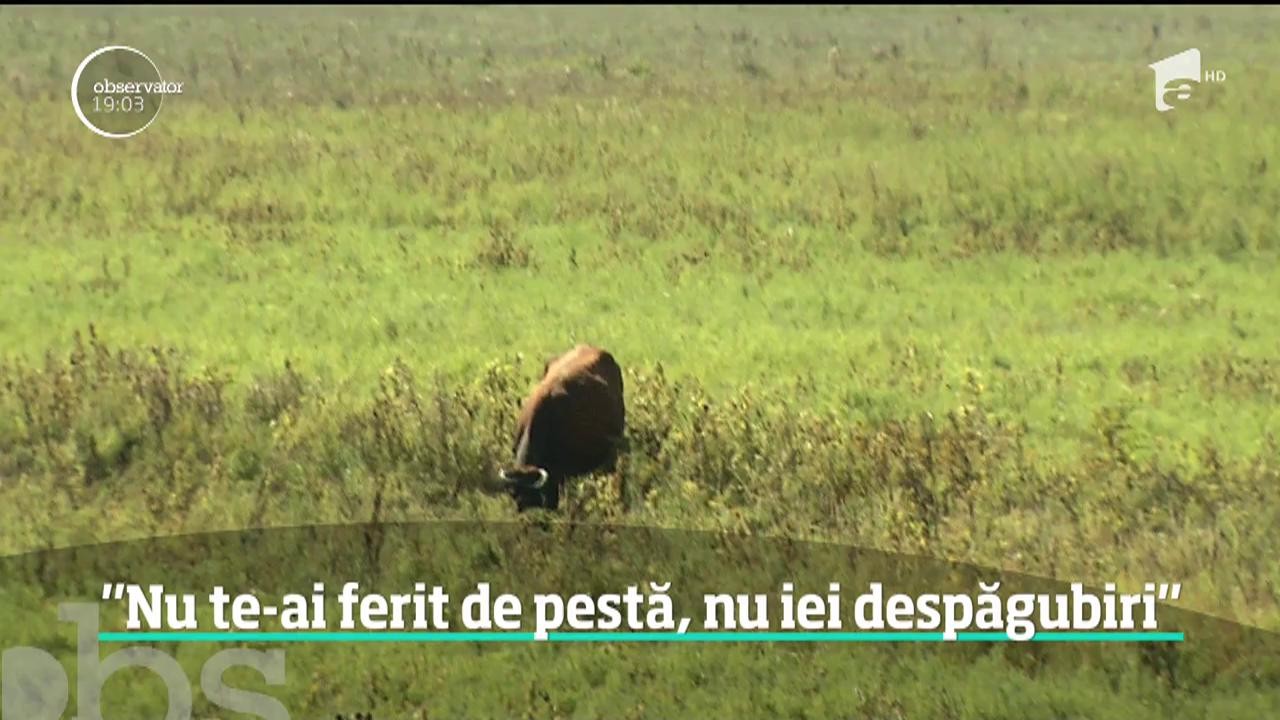 Un focar de pestă porcină a izbucnit tocmai &icirc;n satul &icirc;n care primarul spunea că virusul ar putea ajunge doar aruncat din elicopter!