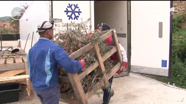 Au pariat totul pe cătină şi au ajuns să deţină afaceri &icirc;nfloritoare