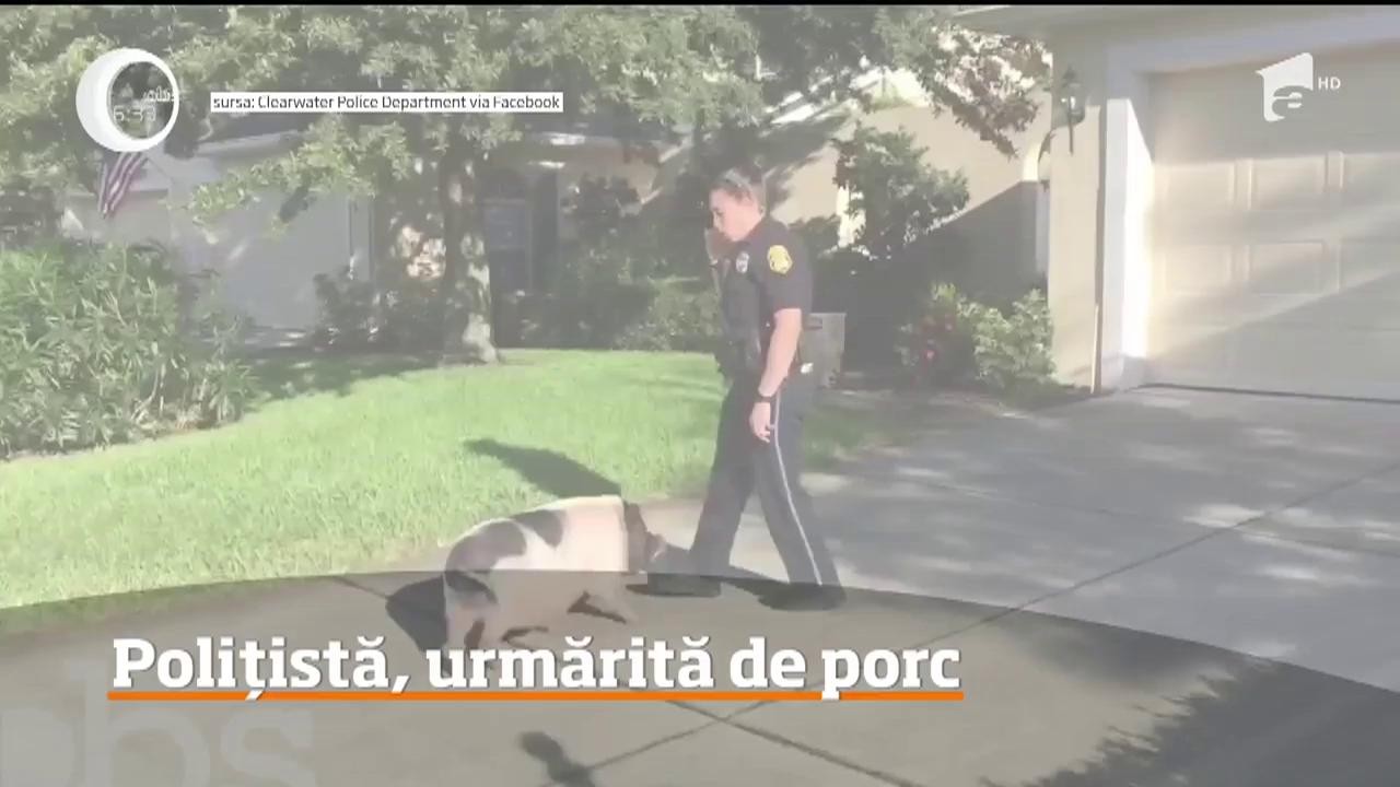 &Icirc;nt&acirc;mplare neobişnuită a avut loc &icirc;n Statele Unite. Un porc a urmărit o poliţistă din Florida