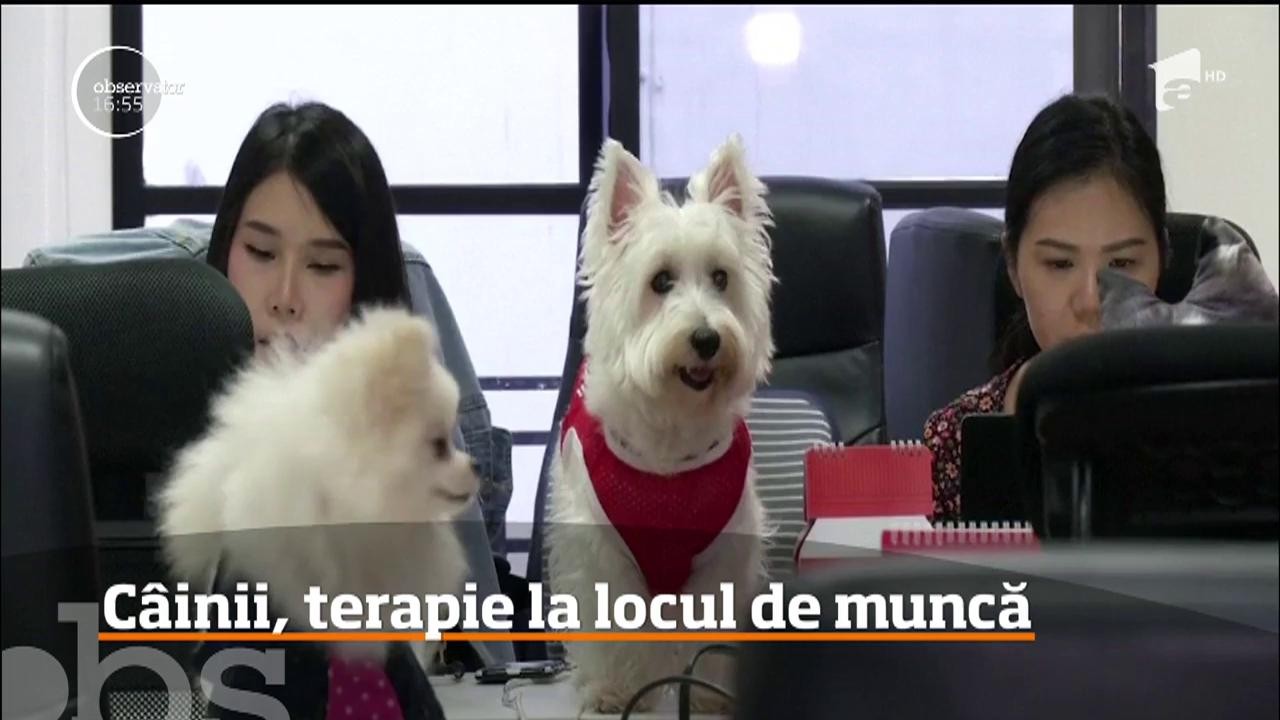 C&acirc;inii, terapie la locul de muncă