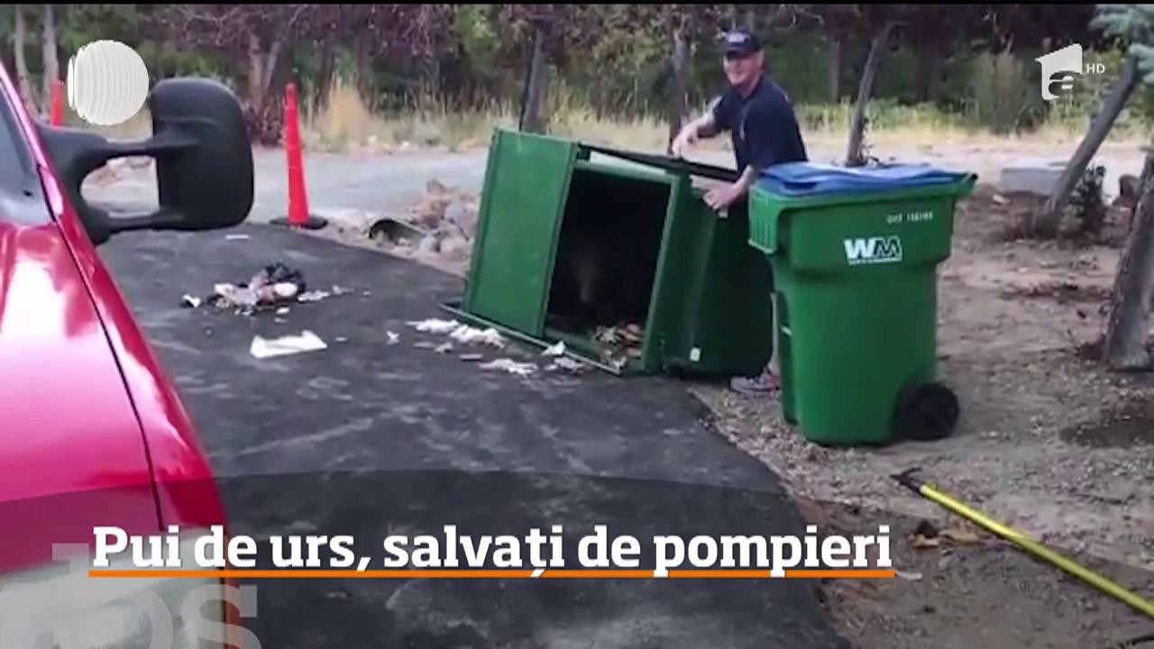 Operaţiune de salvare neobişnuită &icirc;n Statele Unite! Trei pui de urs au fost salvaţi dintr-o pubelă