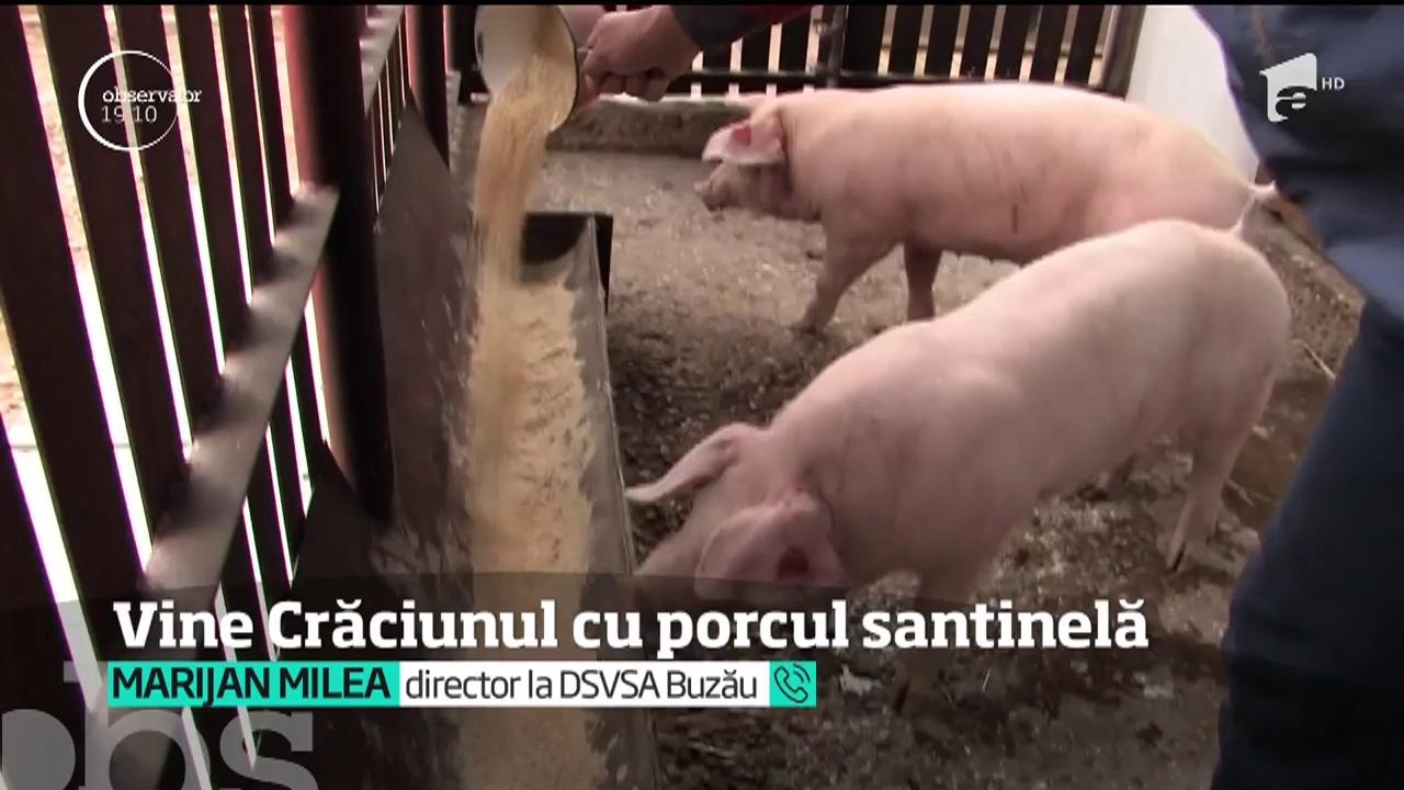 De Crăciun, &icirc;n satele afectate de pestă, oamenii vor avea &icirc;n gospodării porci-santinelă. Cadou de la stat