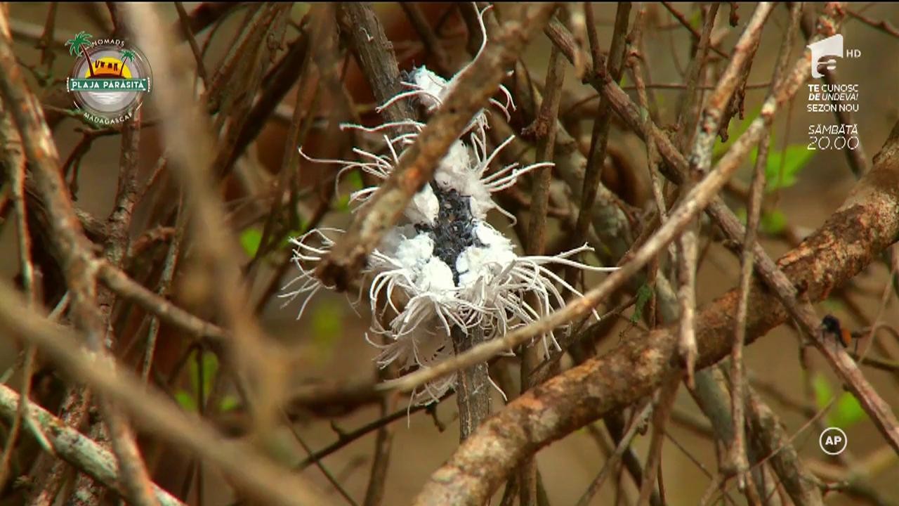 Un păianjen &icirc;i provoacă un atac de panică Paulei Chirilă &icirc;n &rdquo;Ultimul Trib&rdquo;: "Eu sufăr de arahnofobie, nu știu ce caut eu aici"