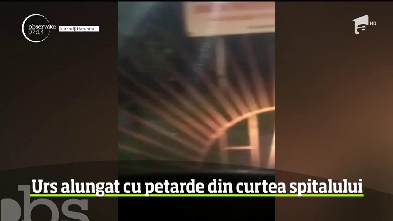 A fost alertă la Miercurea Ciuc. Un urs a ajuns p&acirc;nă &icirc;n curtea spitalului de Urgenţă din oraş