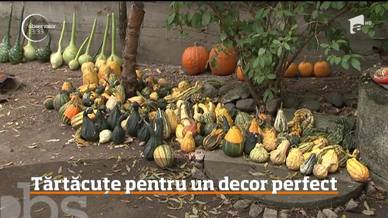 Sunt verzi sau galbene, haioase, iar &icirc;n această perioadă, la mare căutare