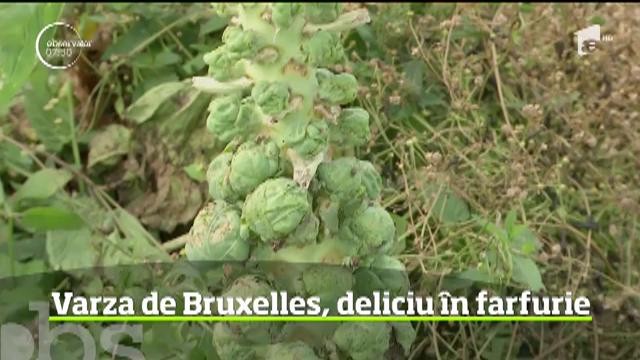 Varza de Bruxelles ia cu asalt bucătăria rom&acirc;nească