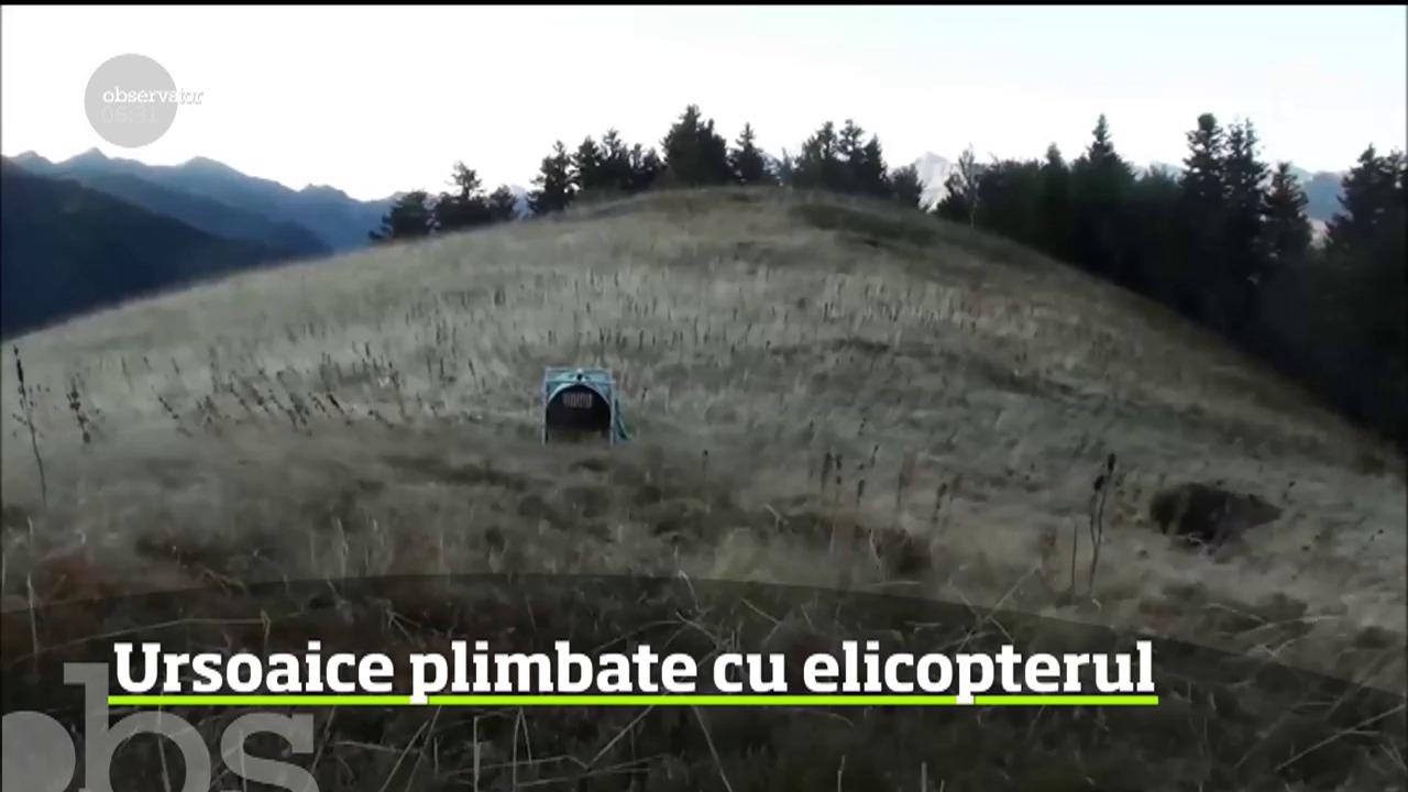 Au plimbat urşii cu elicopterul!