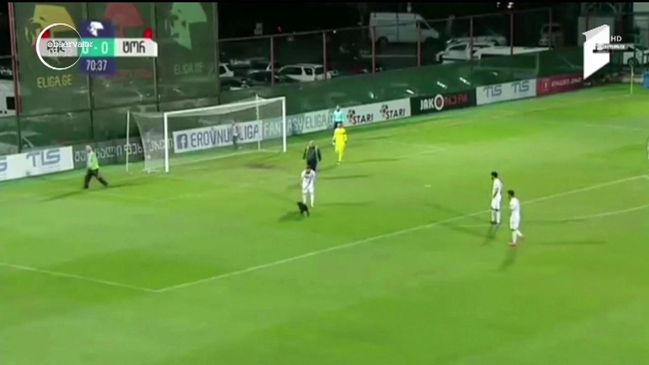 C&acirc;inele năzdrăvan, vedetă pe terenul de fotbal