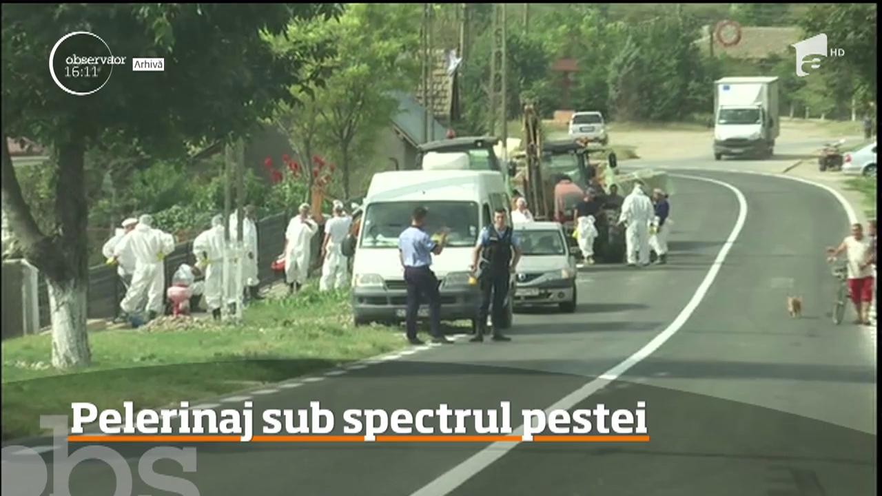 Pelerinajului la Sf&acirc;nta Parascheva, sub spectrul pestei porcine africane