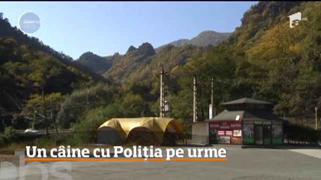 Povestea unei revederi emoţionante. C&acirc;ine redat stăp&acirc;nului, la cinci săptăm&acirc;ni după ce omul a făcut un accident pe Valea Oltului
