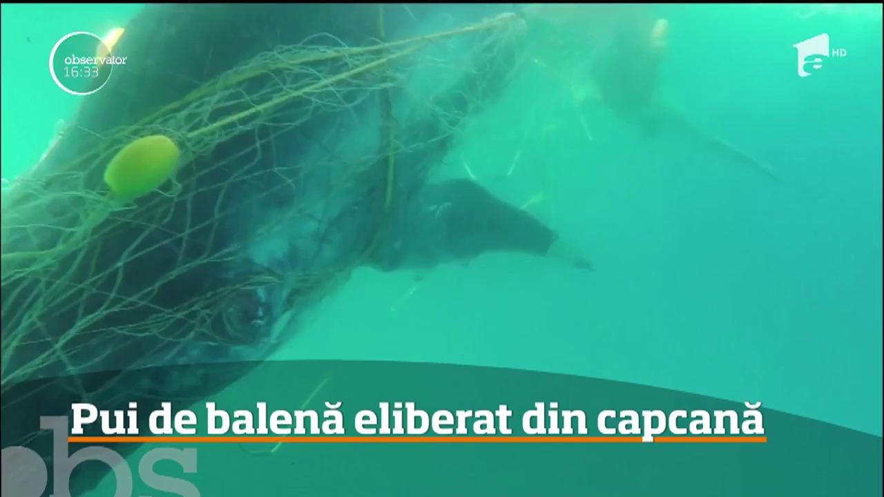 Pui de balenă eliberat din capcană