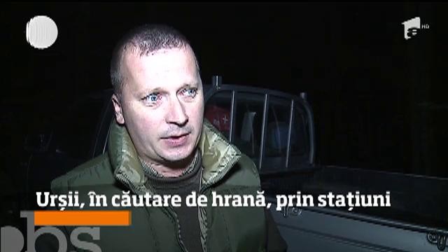 Al doilea urs capturat la Sovata